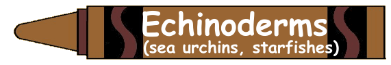 Echinoderms