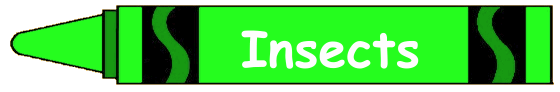 Insects