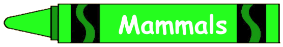 Mammals