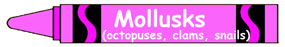 Mollusks