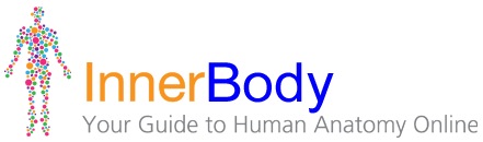 human anatomy,human body
